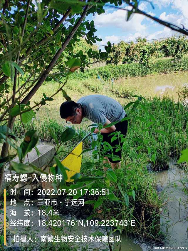 福寿螺-入侵物种