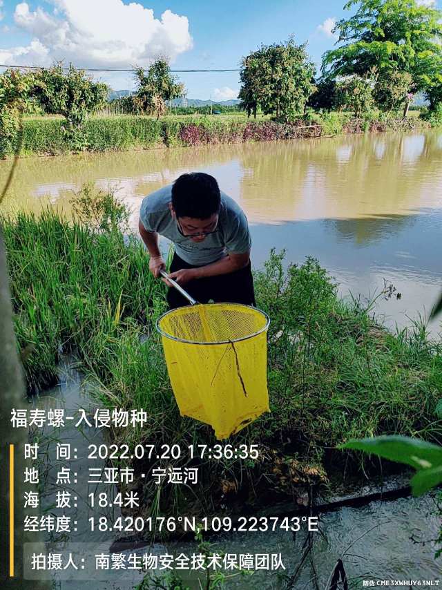 福寿螺-入侵物种