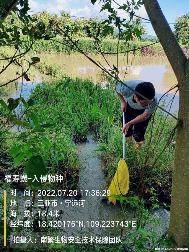 福寿螺-入侵物种