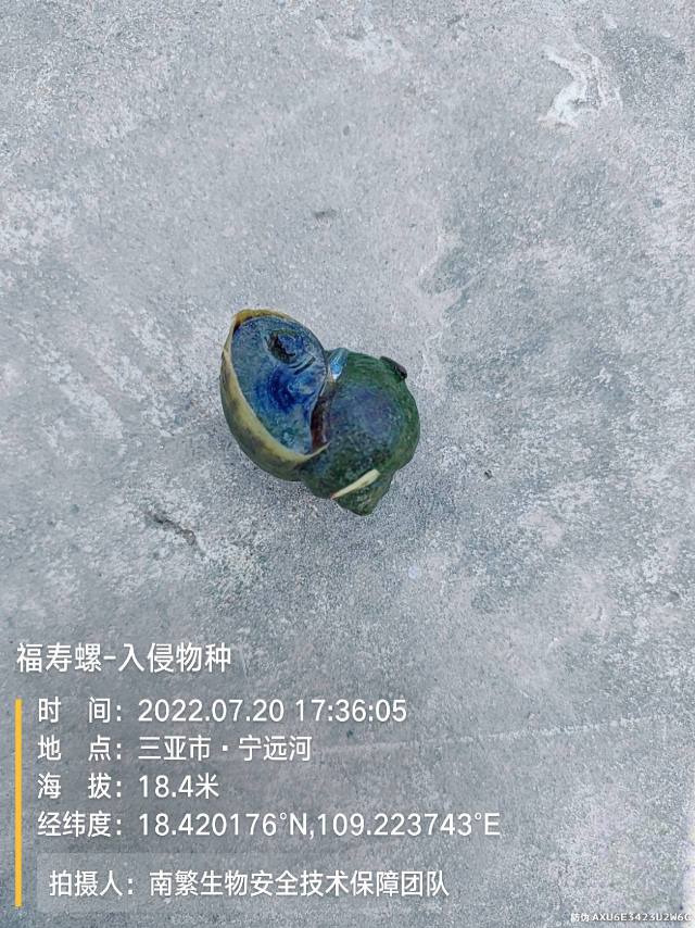 福寿螺-入侵物种