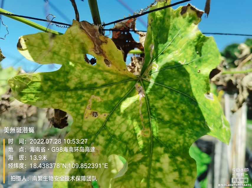 美州斑潜蝇