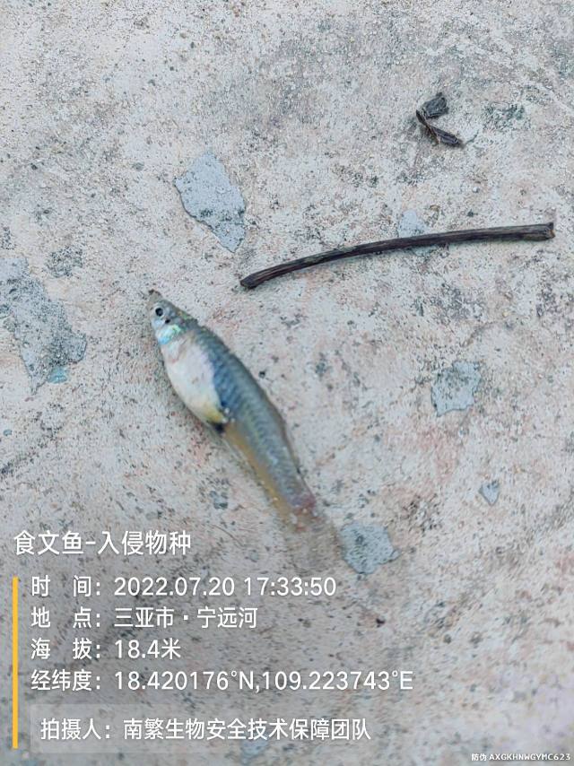 食文鱼-入侵物种