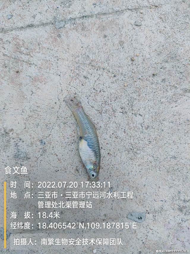 食文鱼