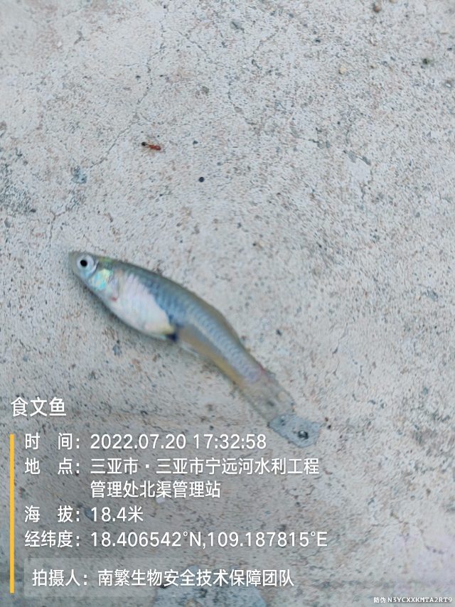 食文鱼