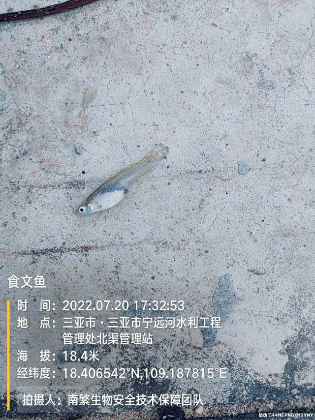 食文鱼
