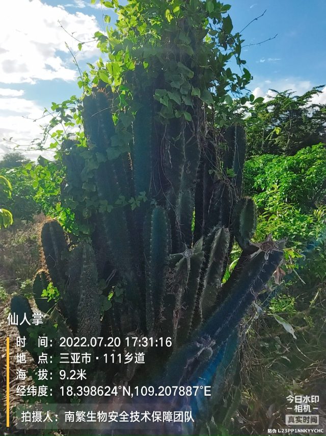 仙人掌