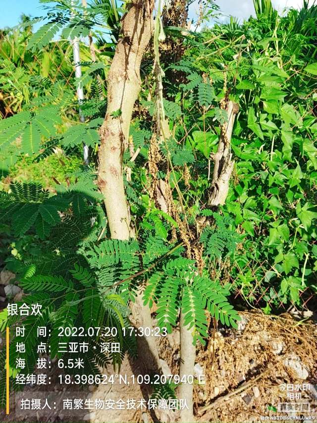银合欢
