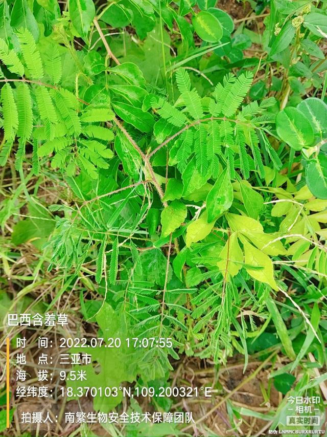 巴西含羞草