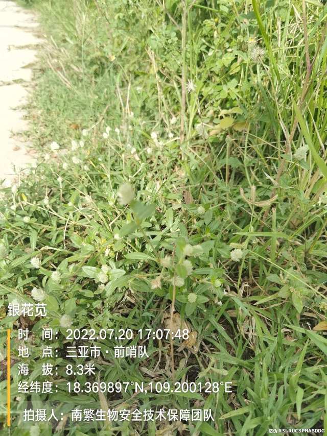 银花苋