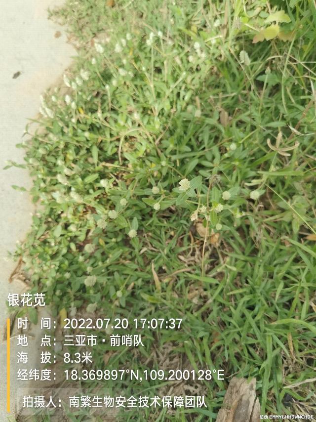 银花苋
