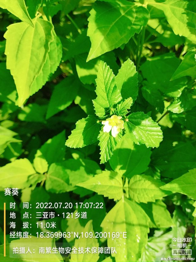 赛葵