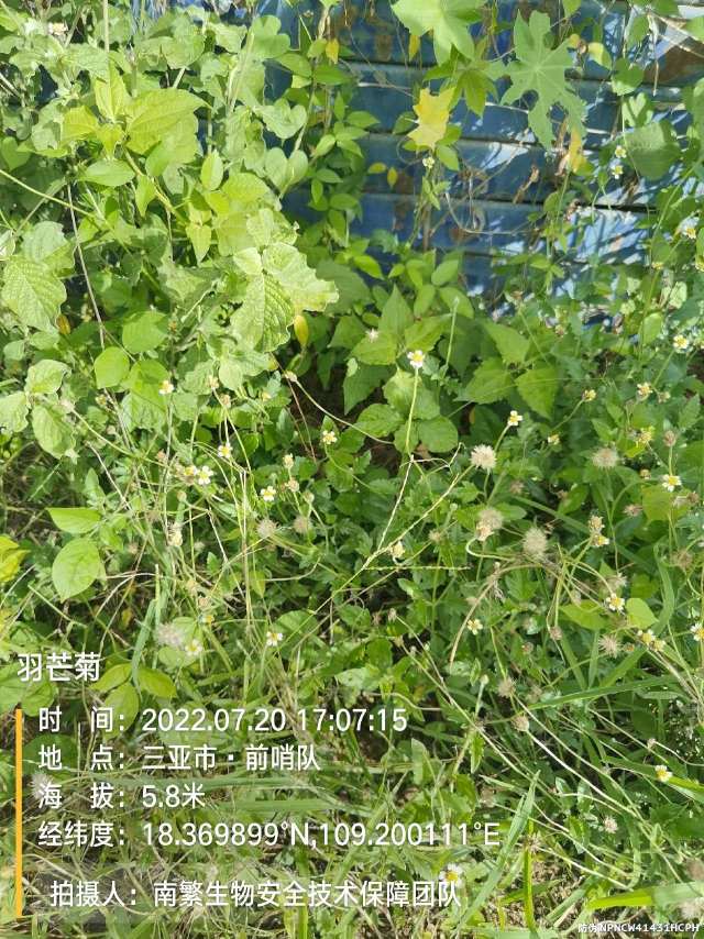 羽芒菊