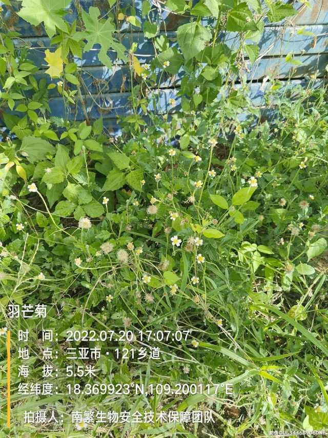 羽芒菊