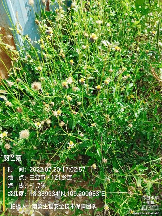 羽芒菊
