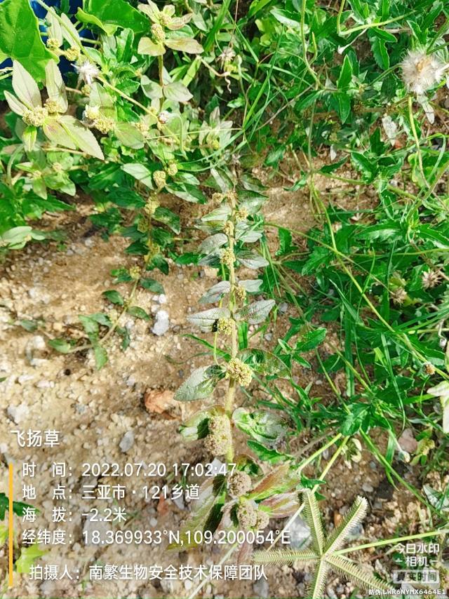 飞扬草