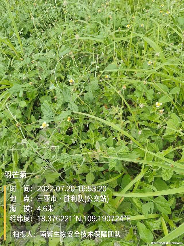 羽芒菊