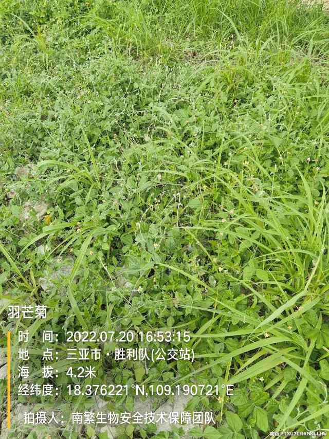 羽芒菊