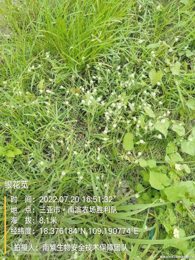 银花苋