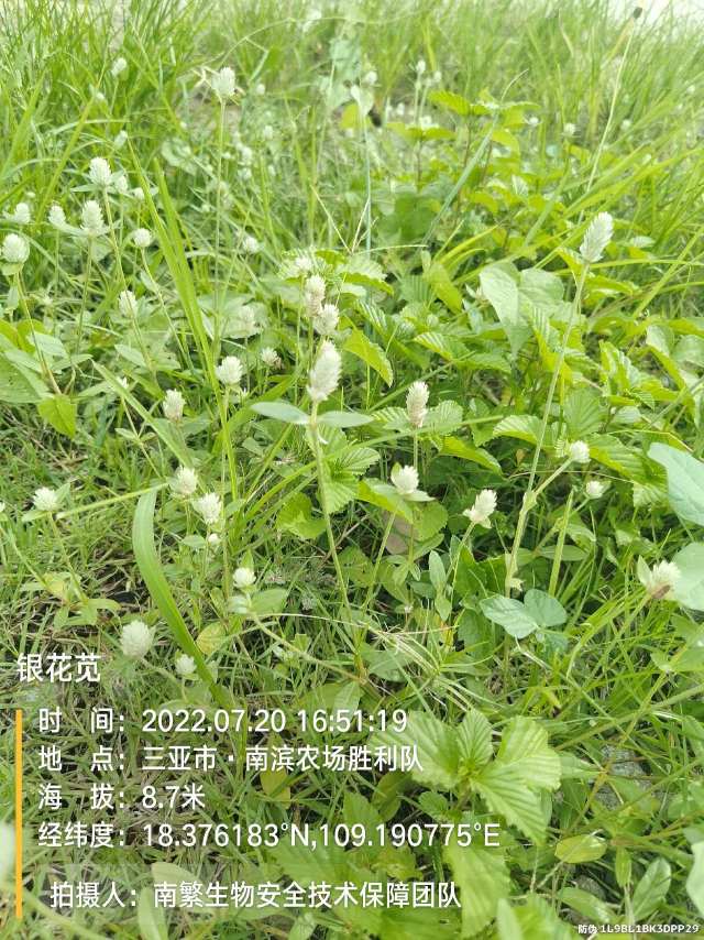 银花苋