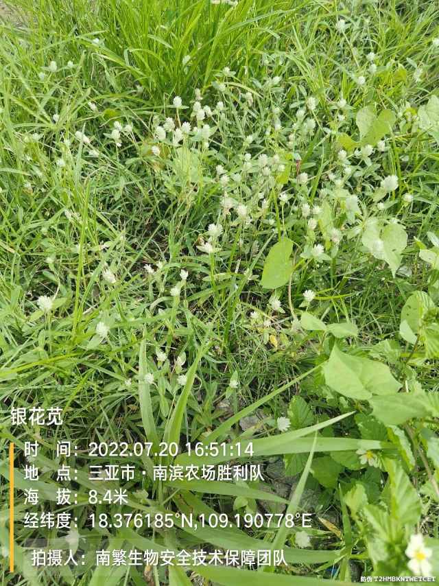 银花苋