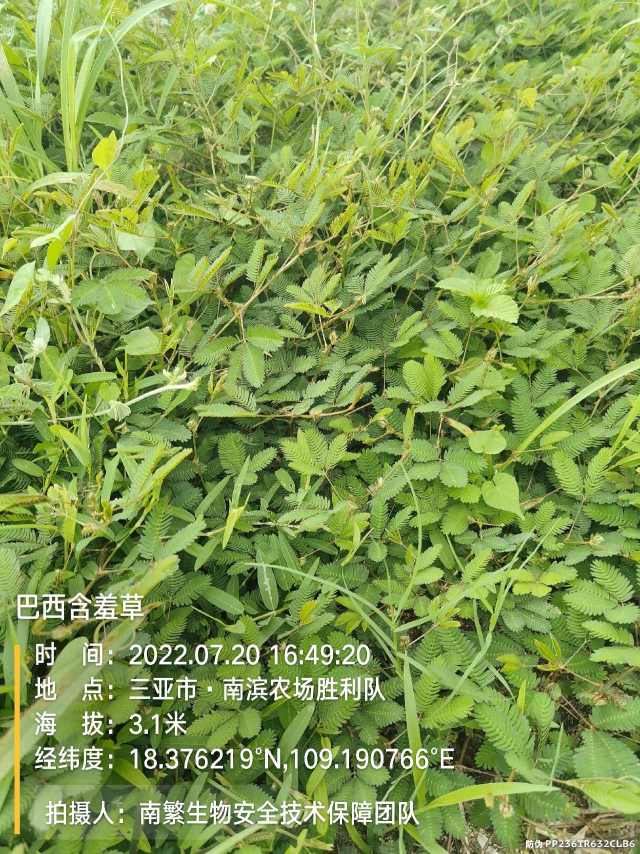 巴西含羞草