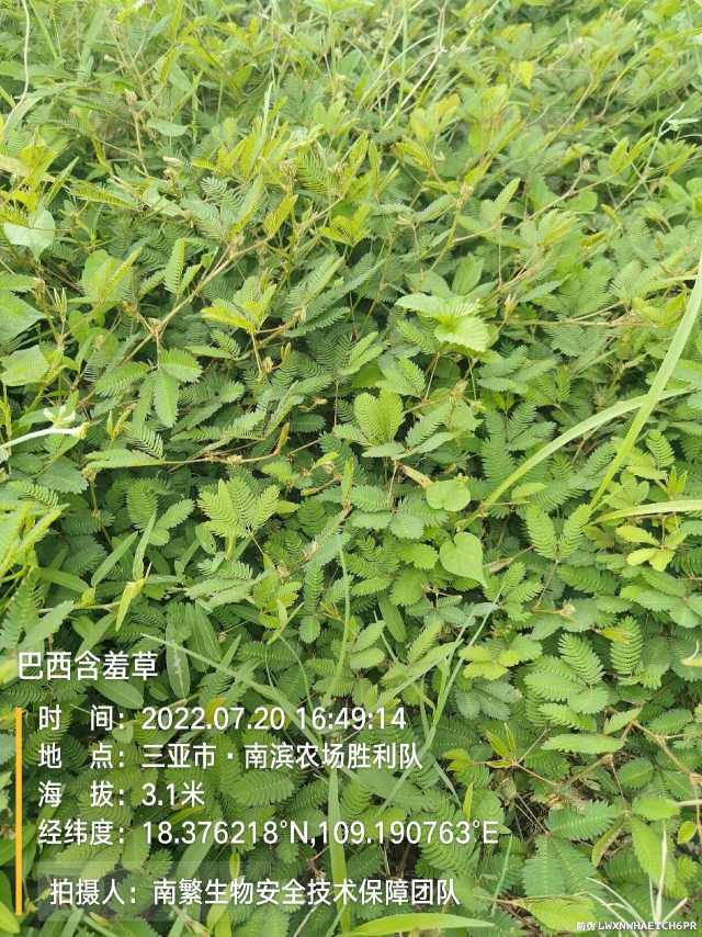 巴西含羞草
