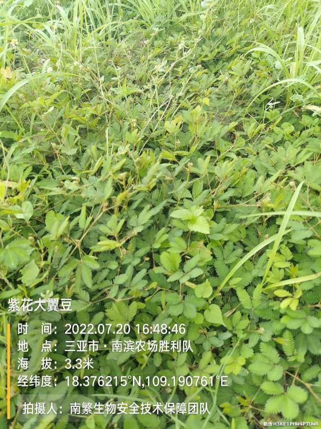 紫花大翼豆