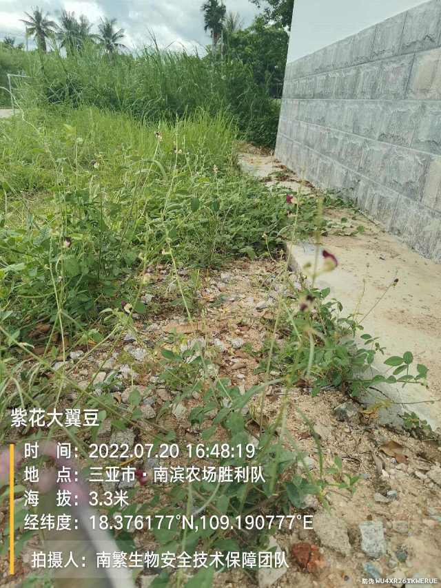 紫花大翼豆