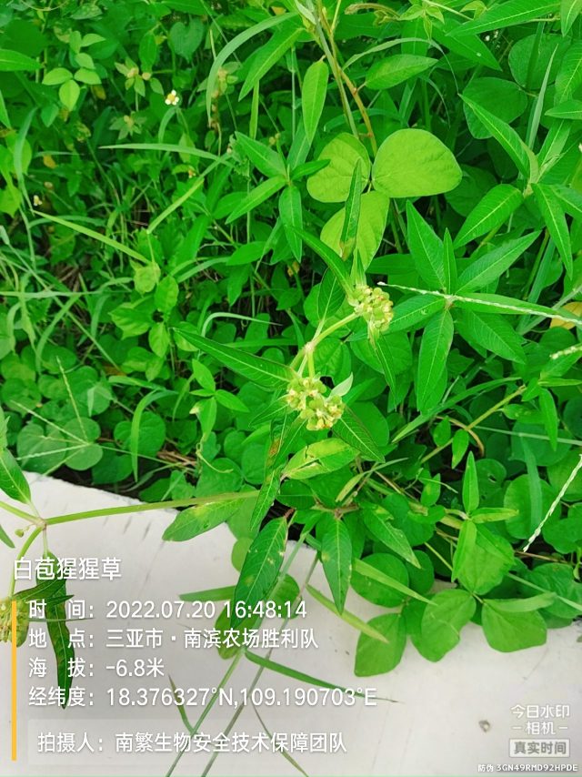 白苞猩猩草