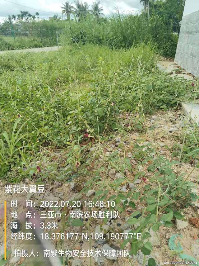 紫花大翼豆