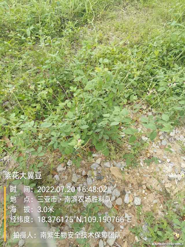 紫花大翼豆