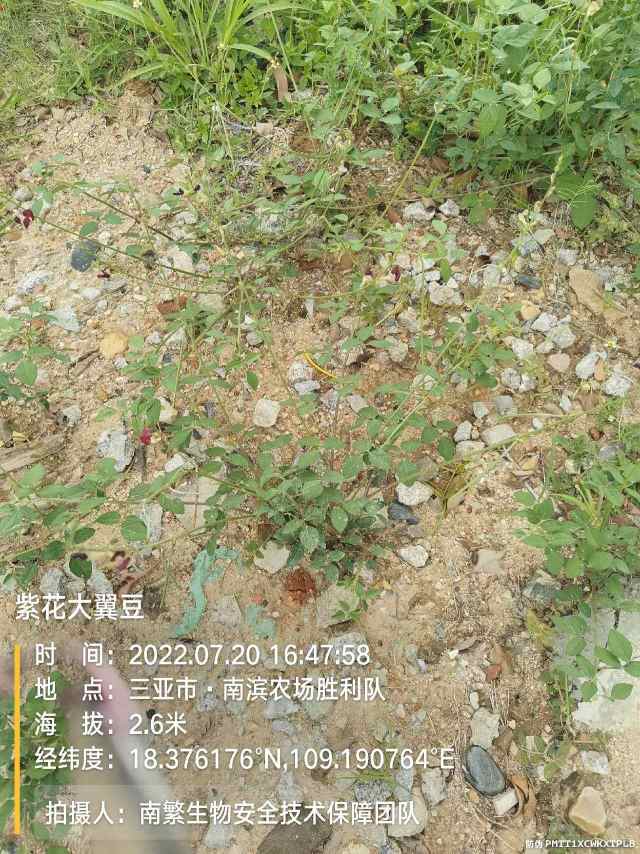 紫花大翼豆