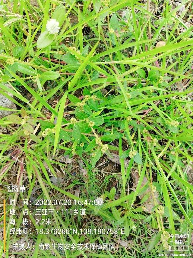 飞扬草