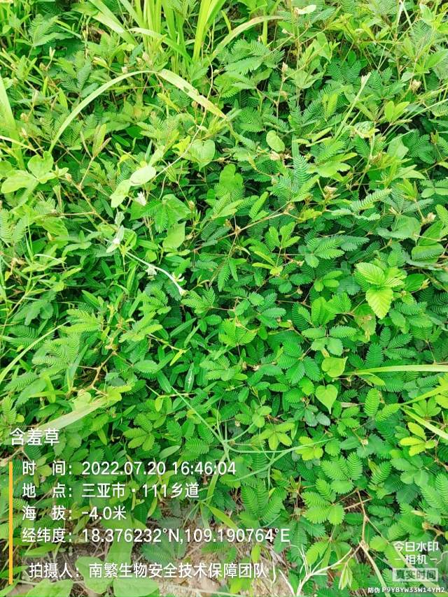 含羞草
