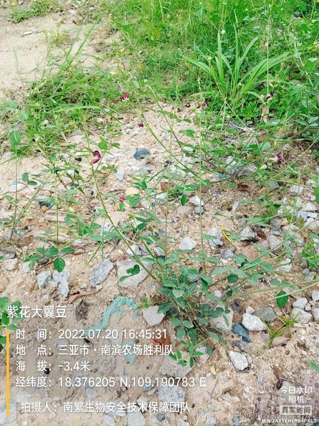 紫花大翼豆