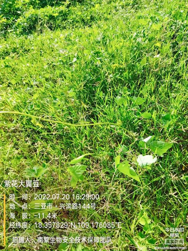 紫花大翼豆