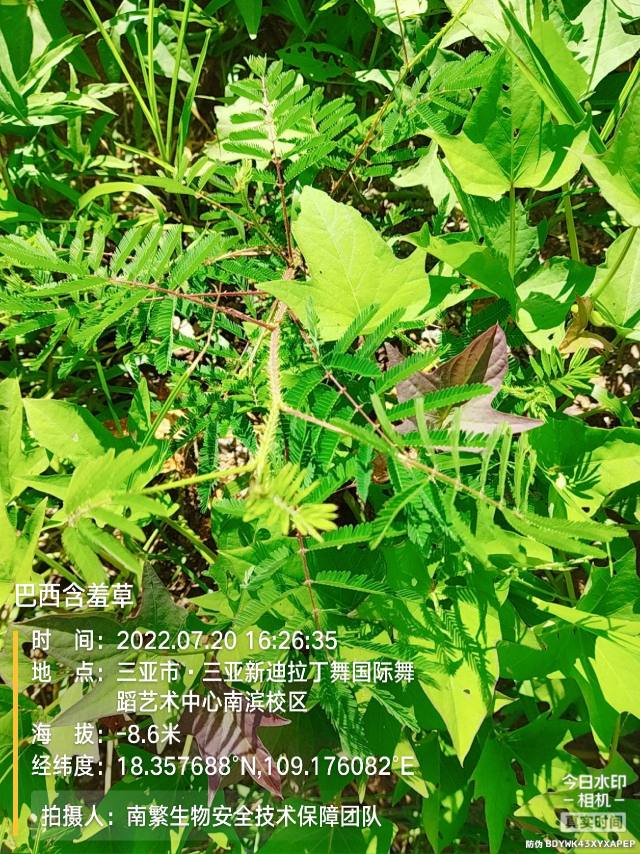 巴西含羞草