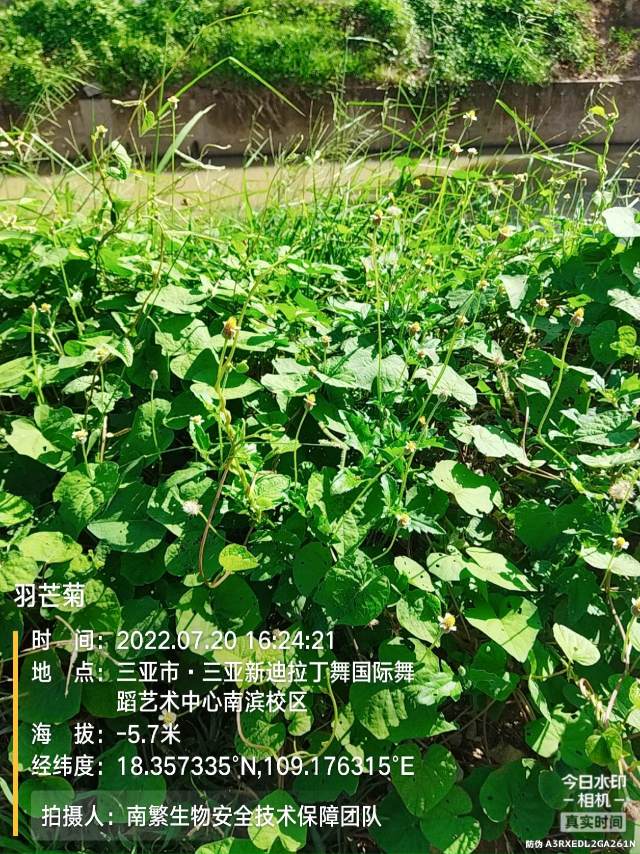 羽芒菊