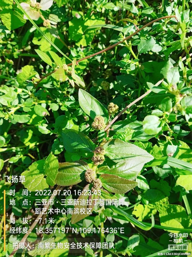 飞扬草