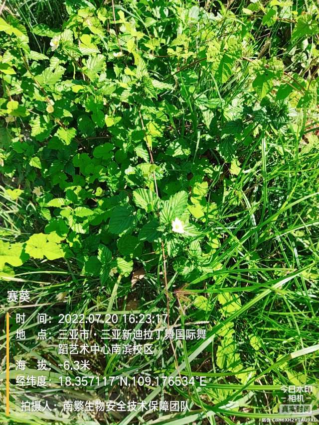 赛葵
