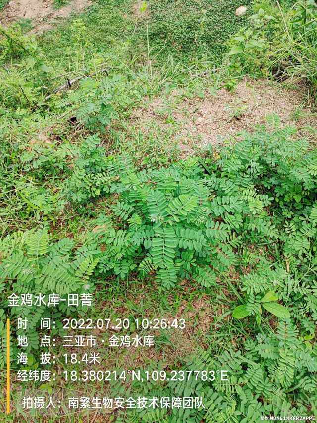 金鸡水库-田菁