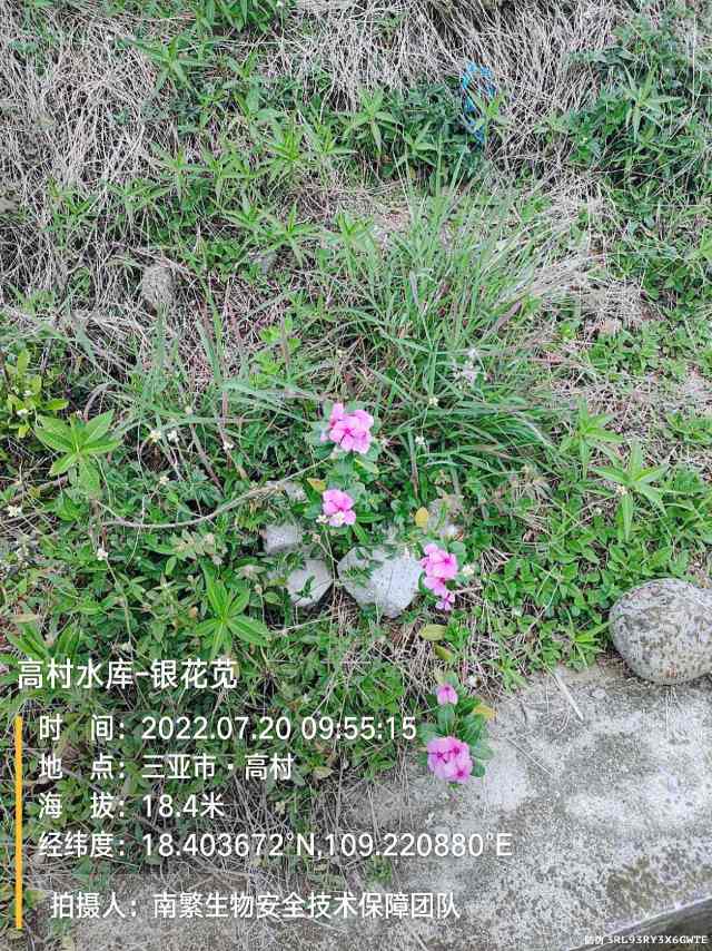 高村水库-银花苋