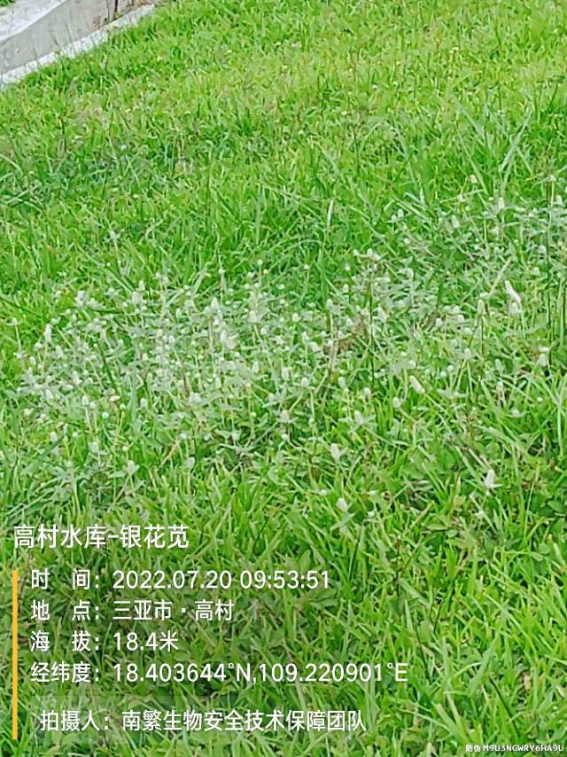 高村水库-银花苋