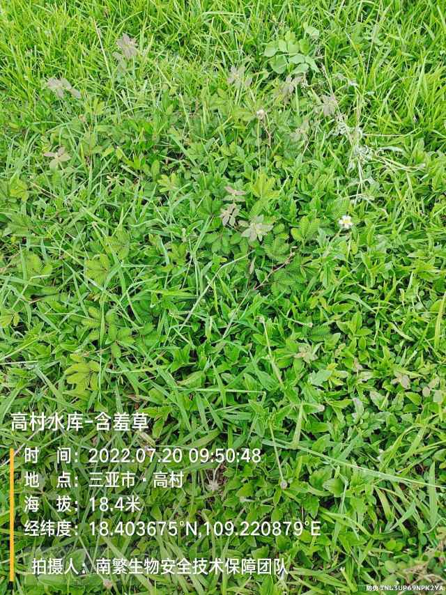 高村水库-含羞草