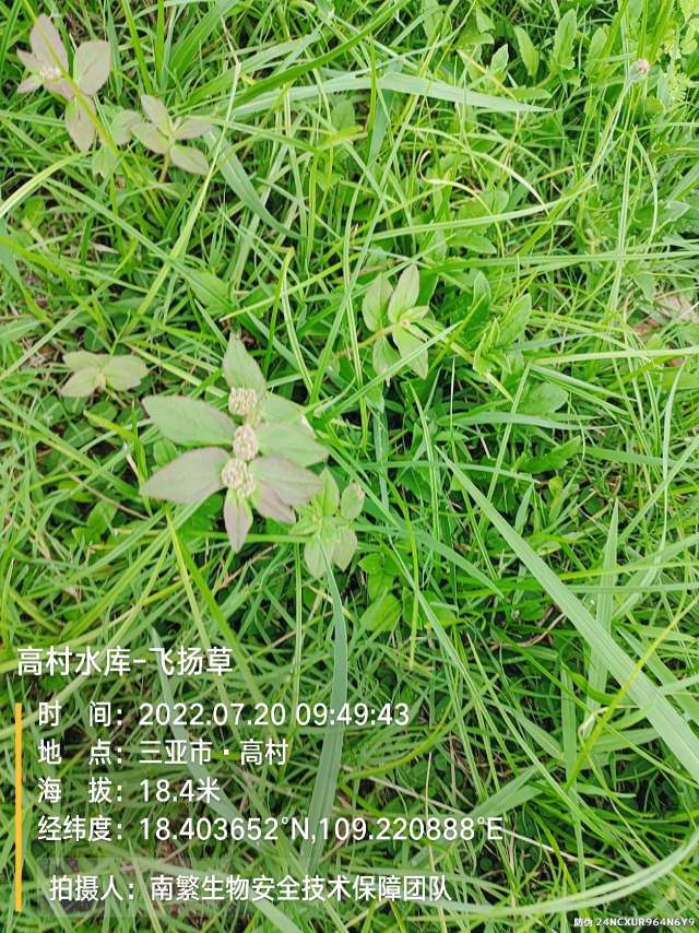 高村水库-飞扬草