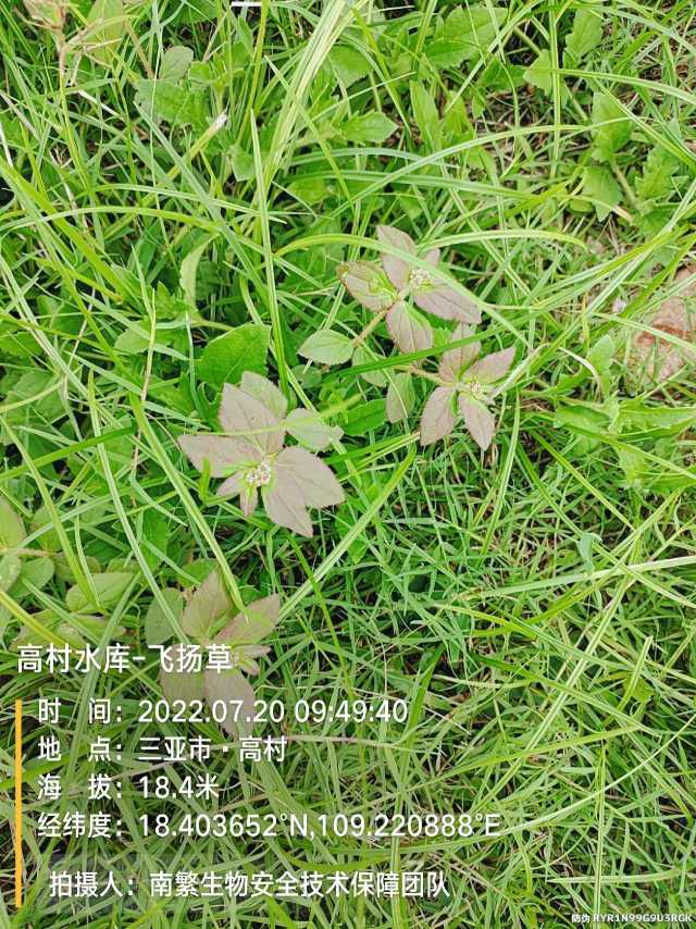 高村水库-飞扬草
