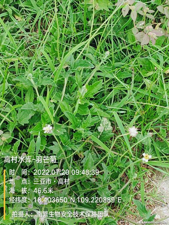 高村水库-羽芒菊