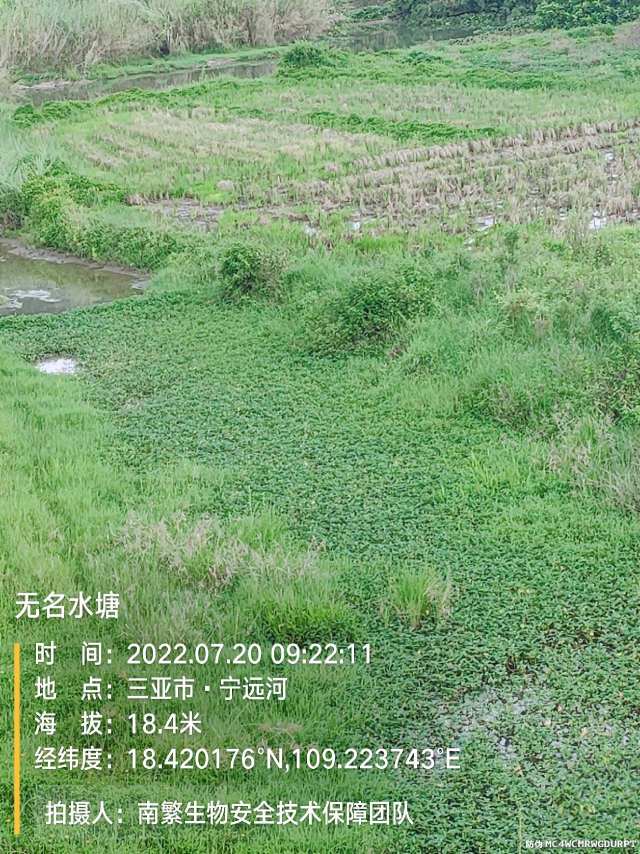 无名水塘