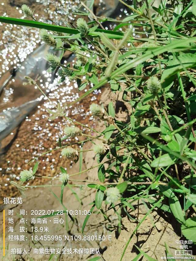 银花苋