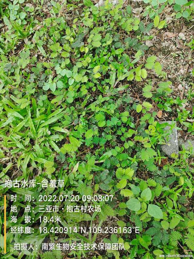 抱古水库-含羞草
